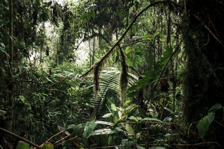 Mujer indígena kichwa tejiendo en la selva amazónica de Ecuador