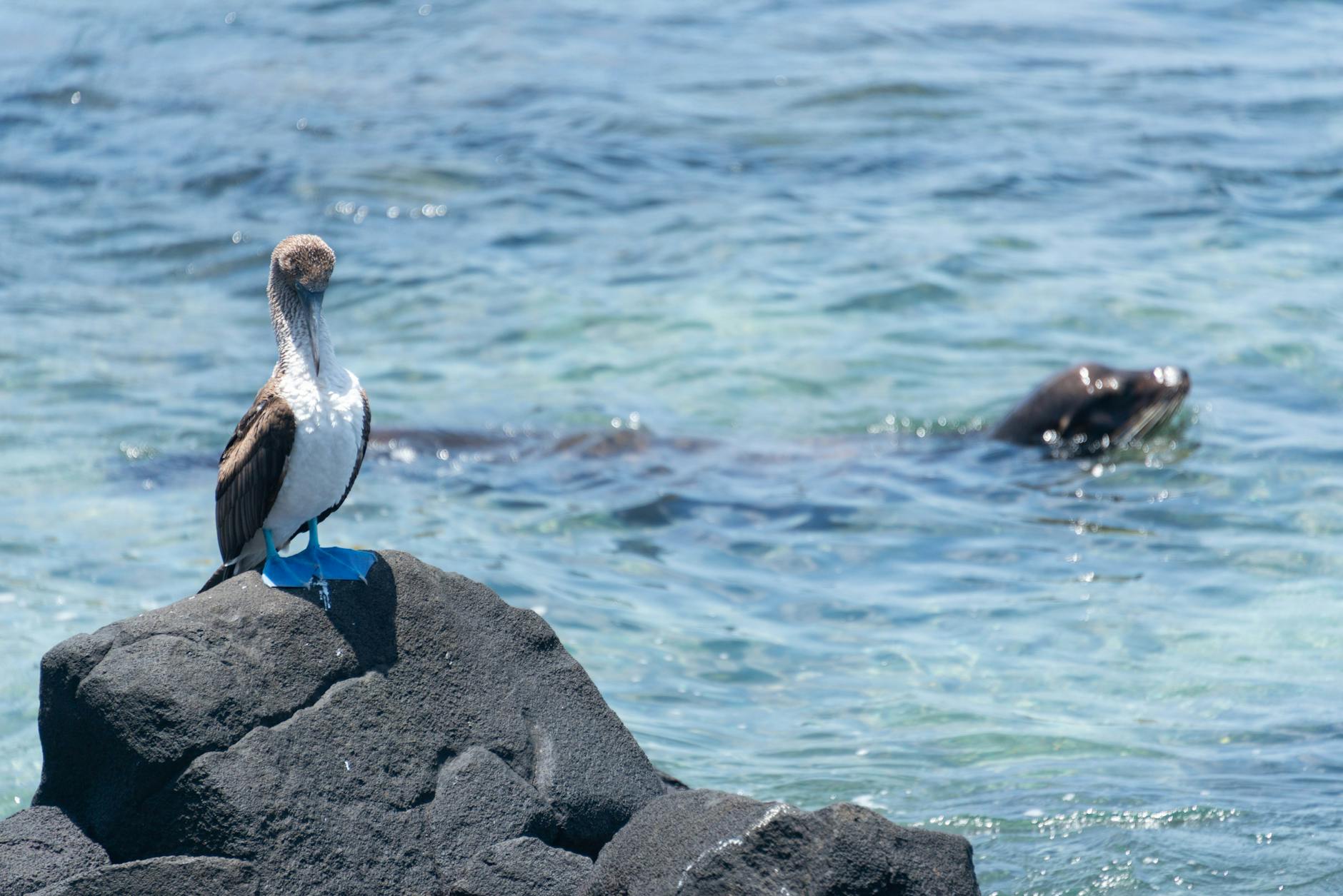 Lobos marinos tumbados en la arena blanca de una playa de las Islas Galápagos