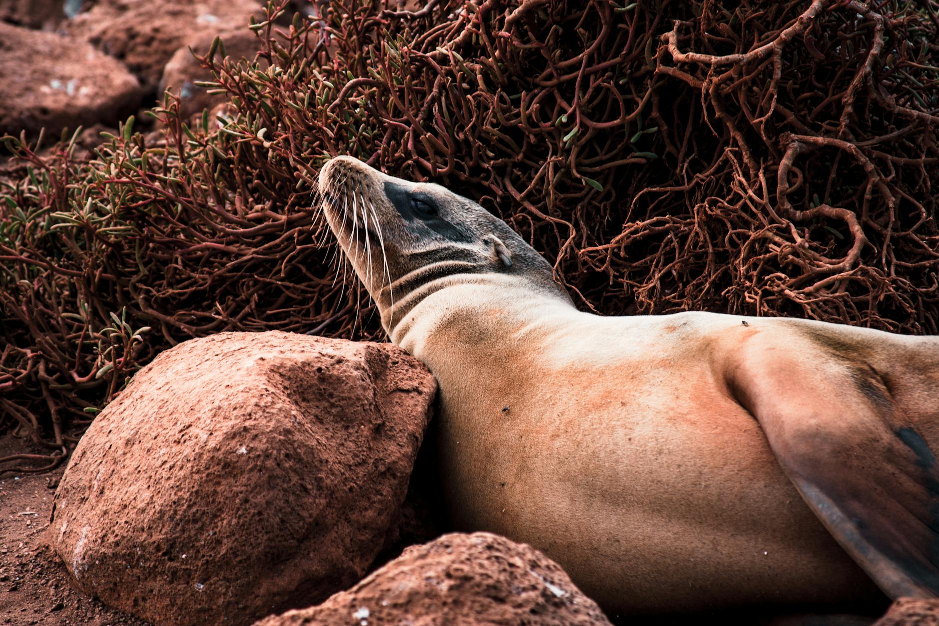 Buceador haciendo snorkel junto a una tortuga marina en aguas cristalinas de las Galápagos