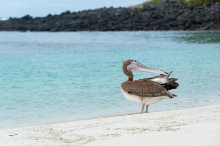 Tortuga gigante de las Galápagos caminando por la vegetación de la isla
