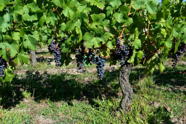 Château rodeado de viñedos en la Ruta del Vino de Burdeos al atardecer
