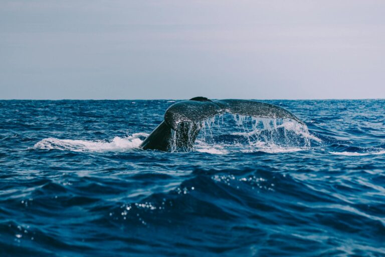 Ballena jorobada emergiendo del agua en Islandia durante un tour de avistamiento