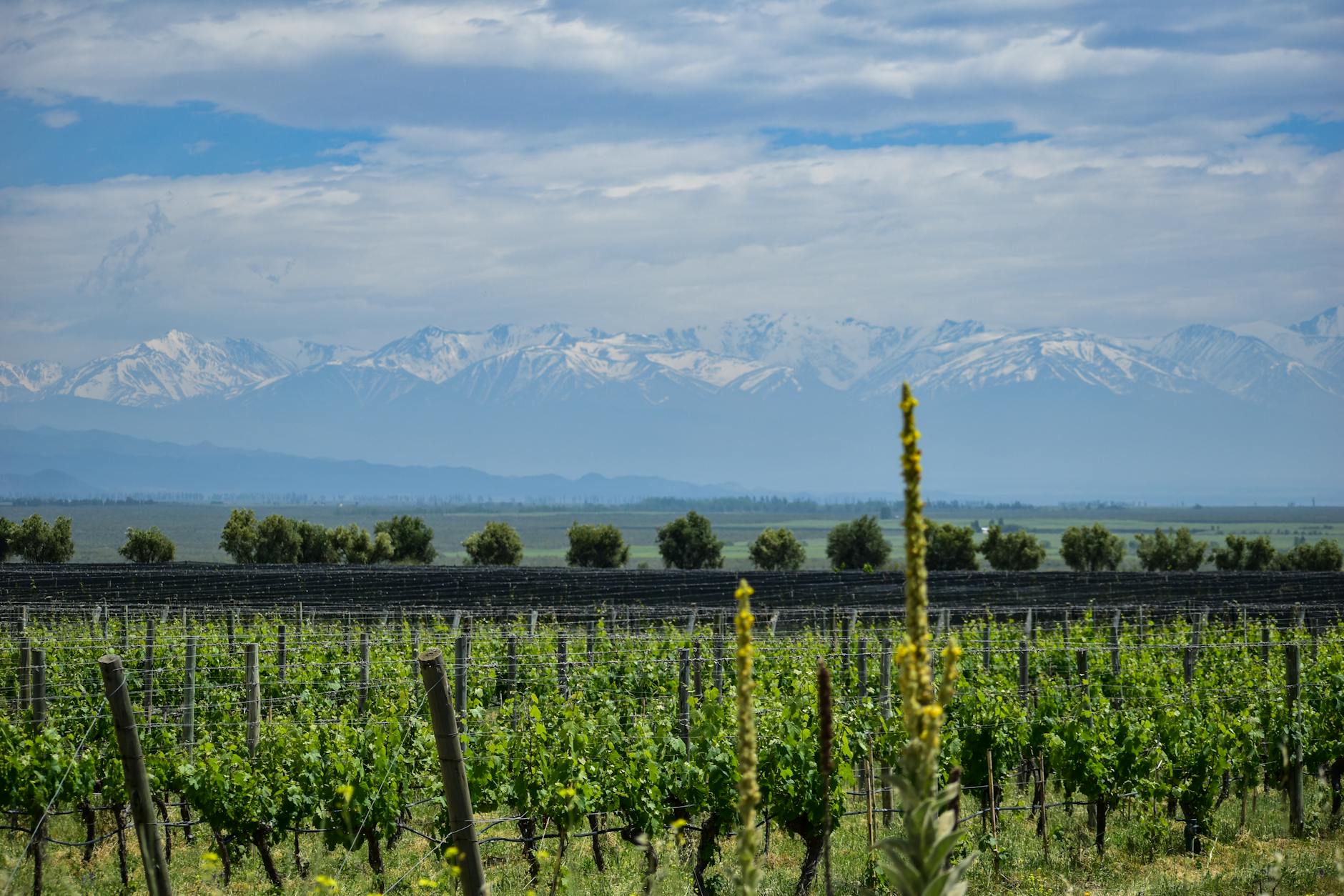 Copa de vino malbec en una bodega de Mendoza Argentina