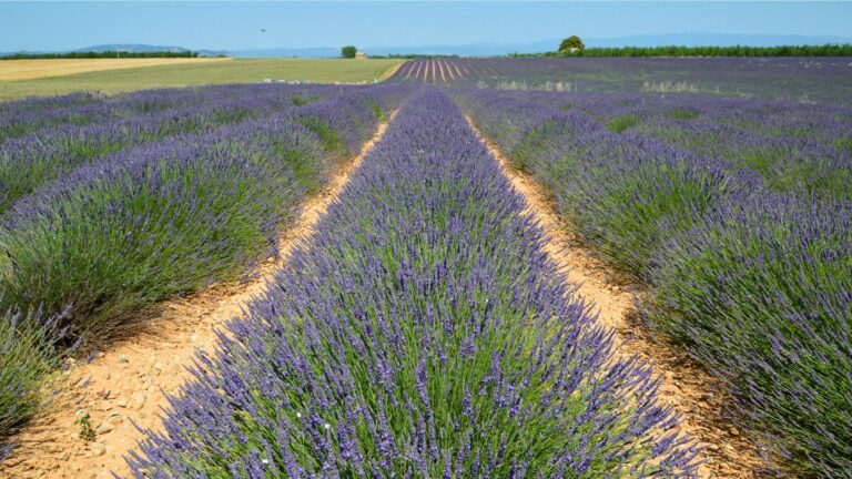 Hileras de lavanda morada bajo el sol de la Provenza con un cielo azul intenso