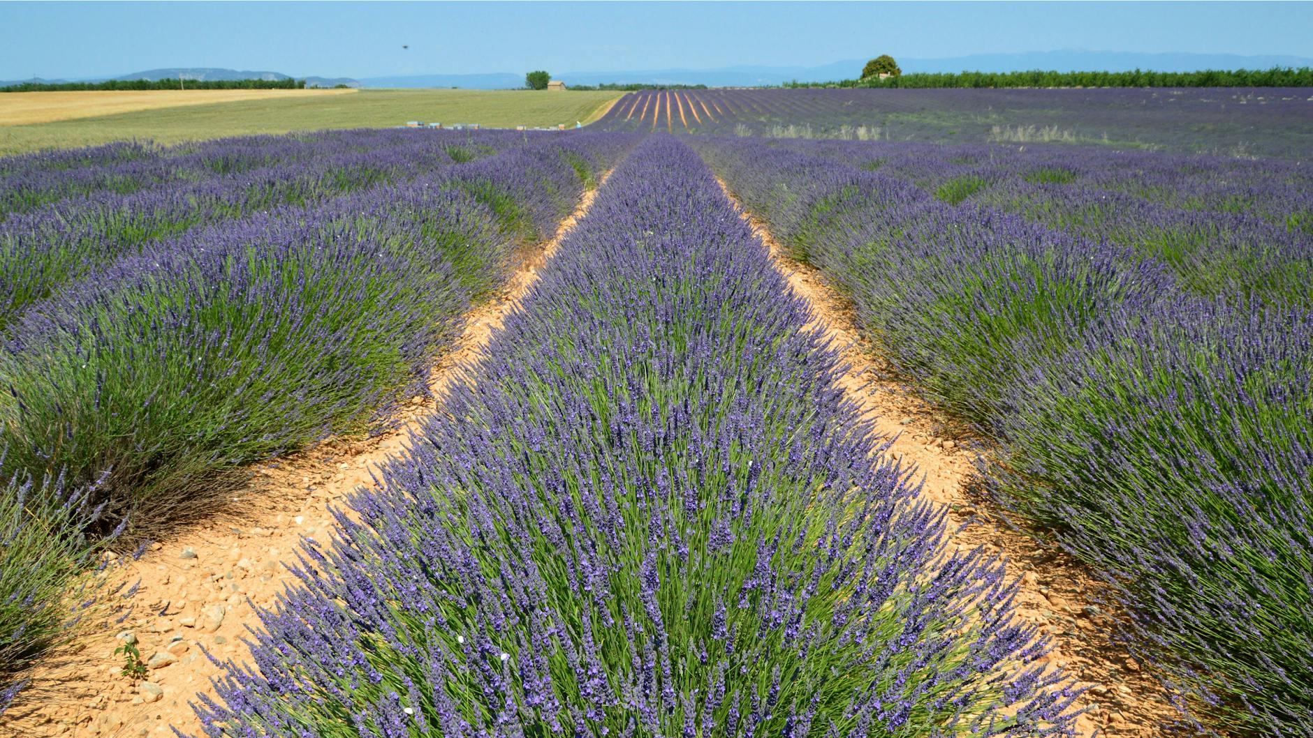 Hileras de lavanda morada bajo el sol de la Provenza con un cielo azul intenso