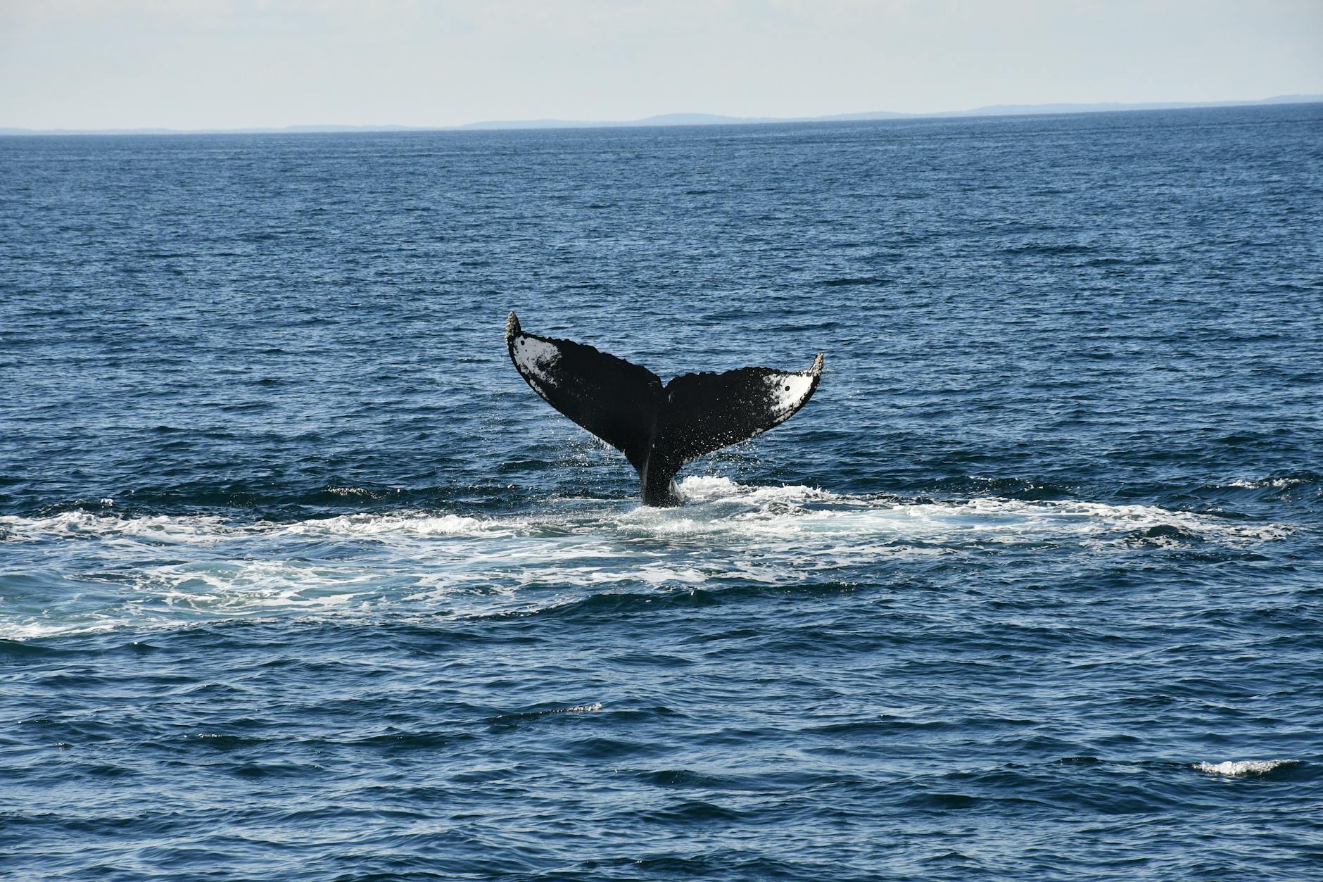 Ballena jorobada saltando en el océano Pacífico colombiano cerca de Nuquí