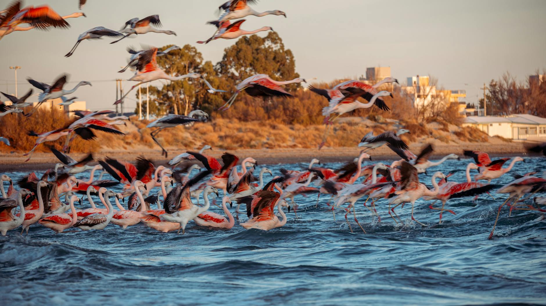 Bandada de flamencos rosados en las marismas del Parque Nacional de Doñana al atardecer