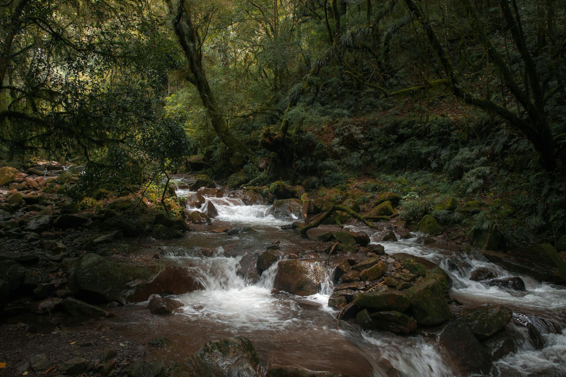 Tucán y mariposas en la selva de las Yungas tucumanas