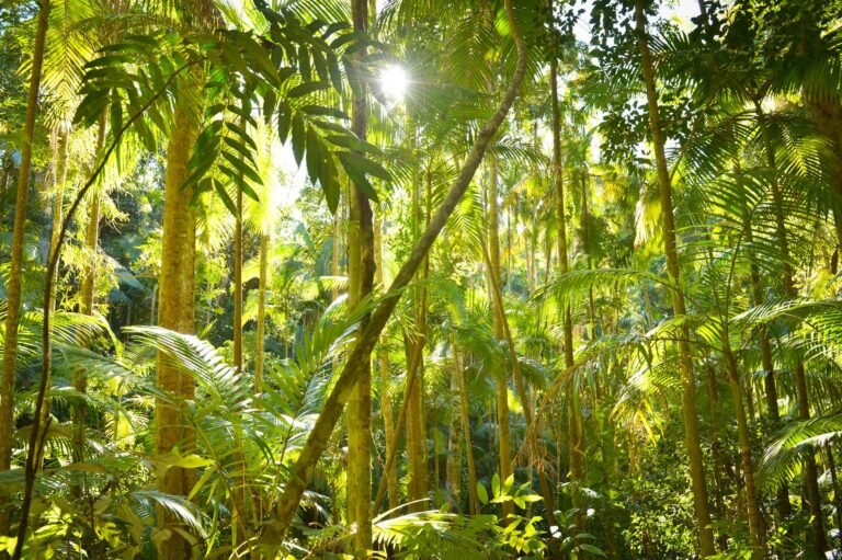 Densa vegetación verde de las Yungas tucumanas con niebla entre los árboles