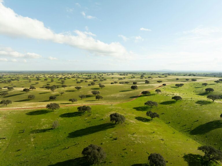 Paisaje de dehesa con encinas y cielo anaranjado al atardecer en el Alentejo