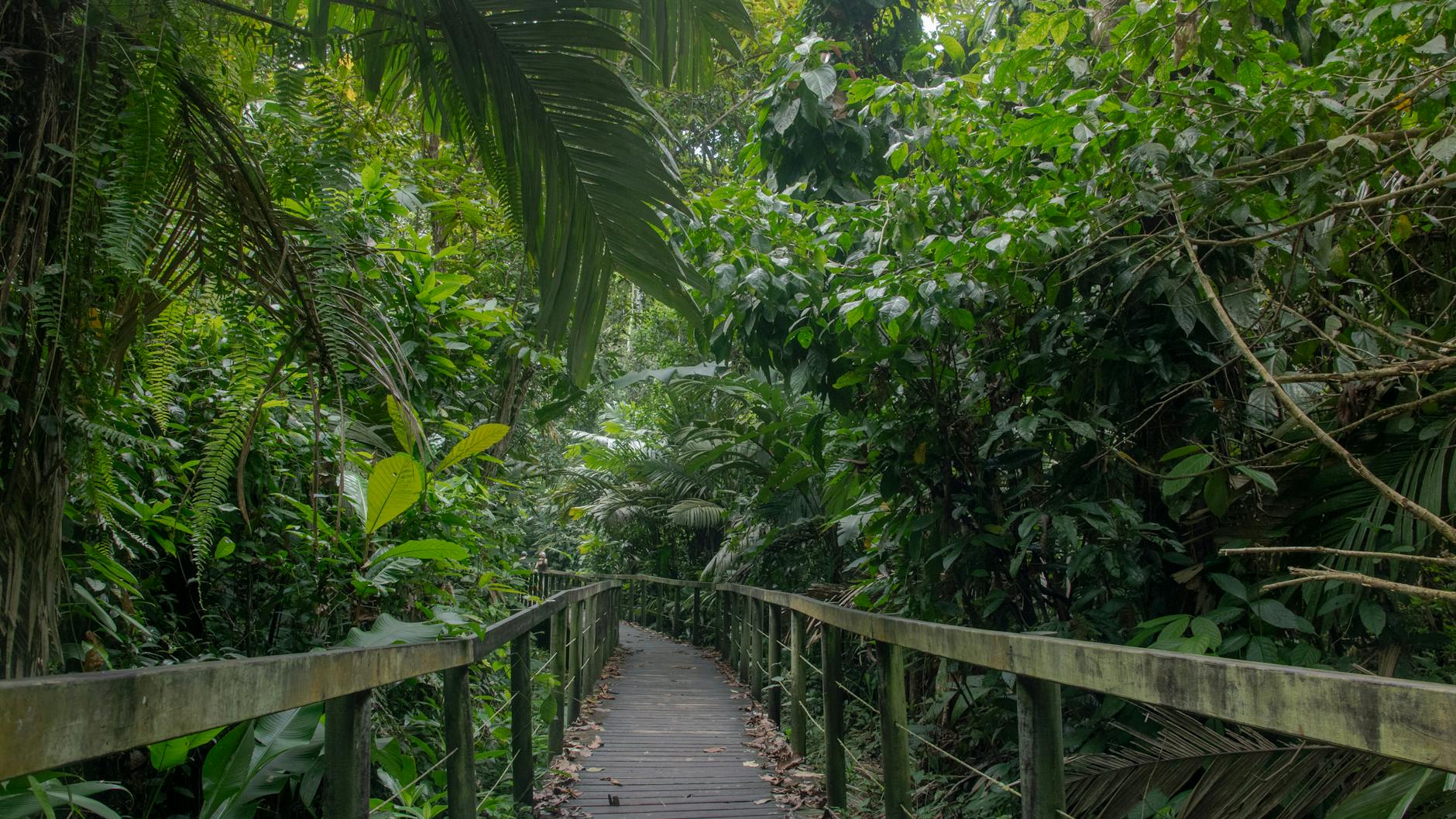 Vista aérea de la selva tropical del Parque Nacional Corcovado en Costa Rica
