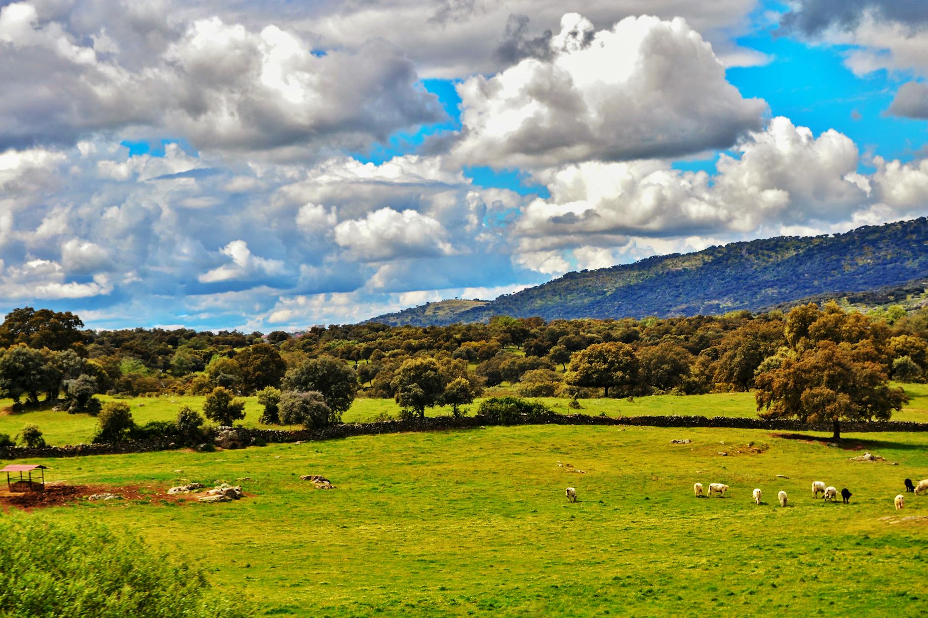 Buitres leonados en vuelo sobre los riscos del Parque Nacional de Monfragüe en Extremadura