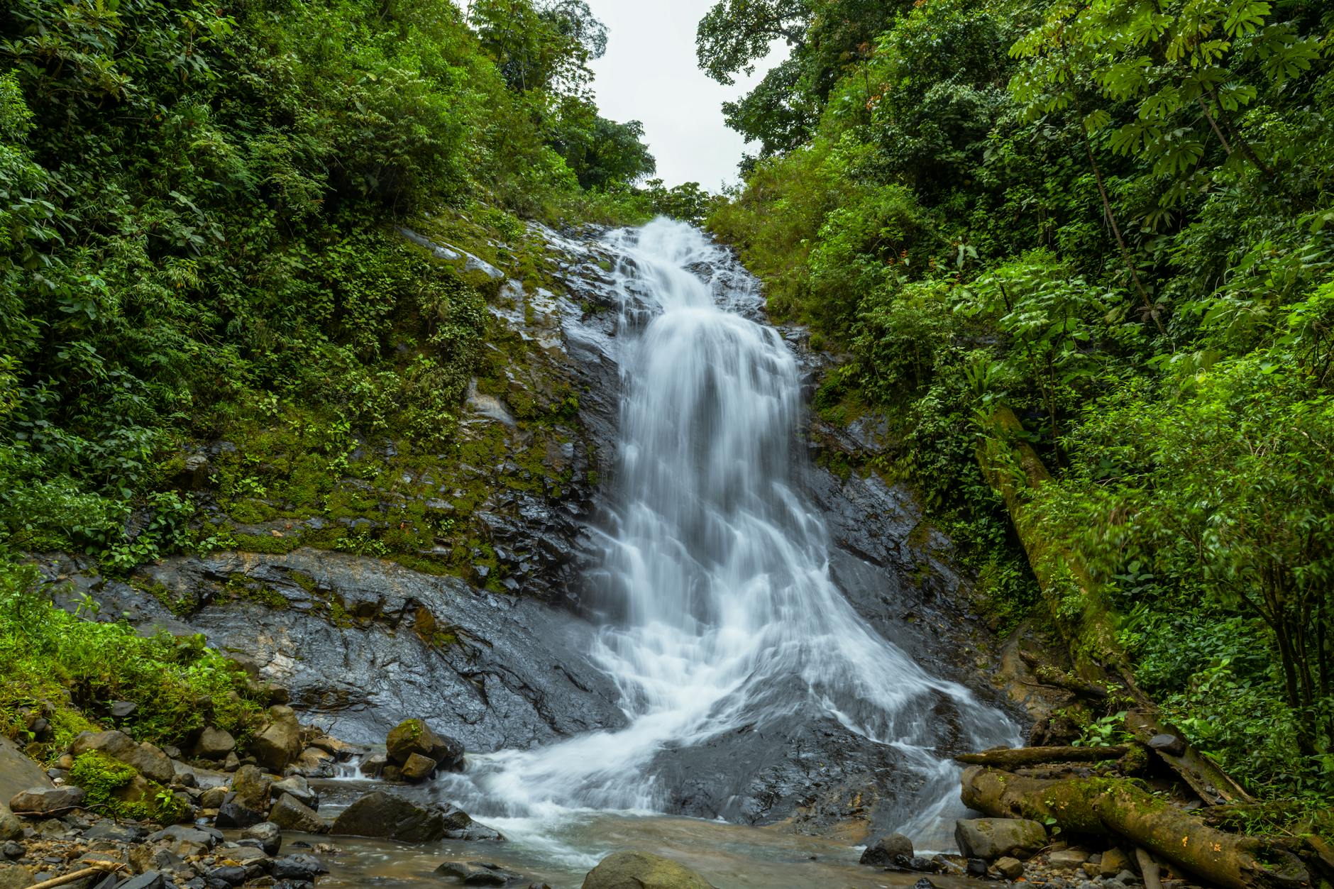 Sendero de tierra húmeda rodeado de vegetación tropical en el Corcovado