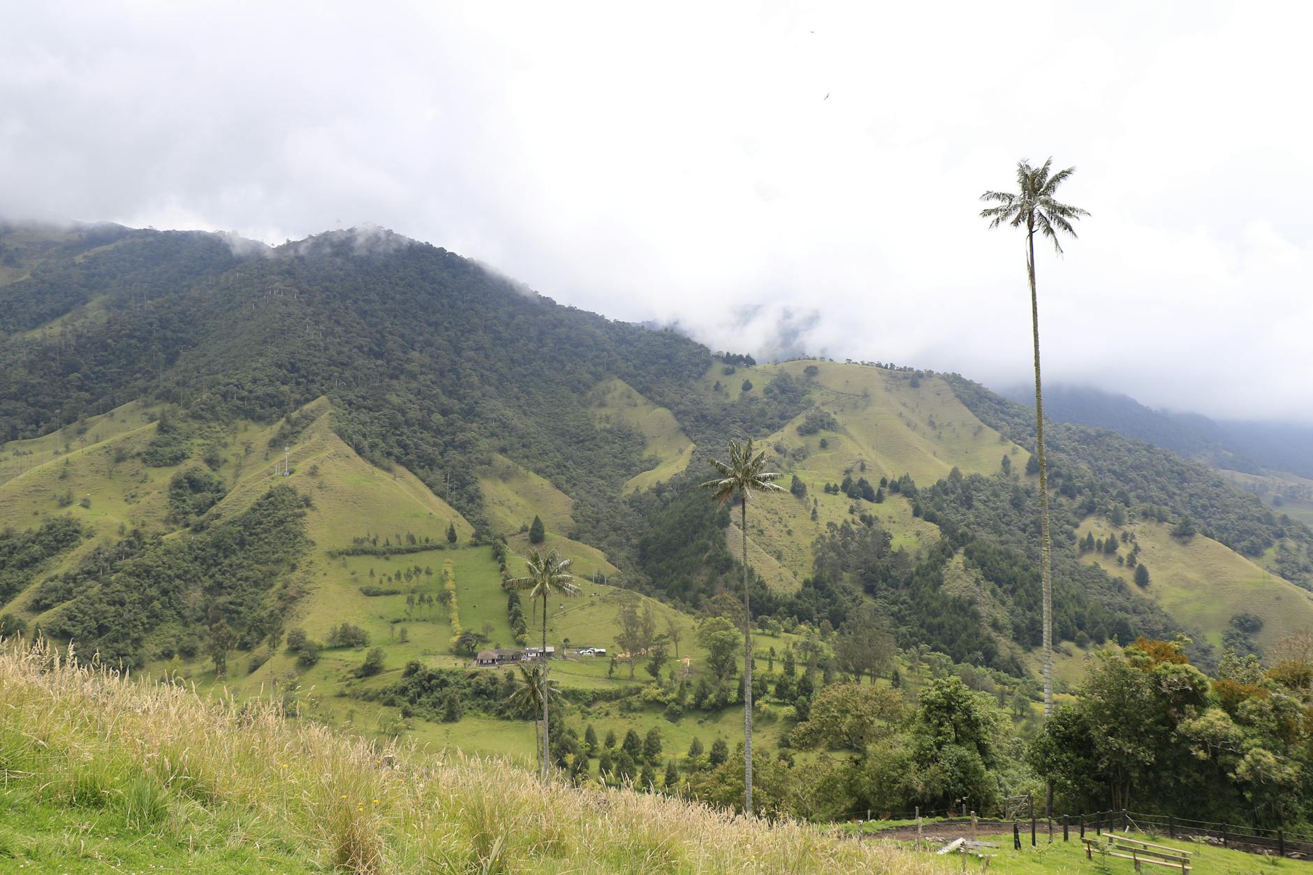 Granos de café en una finca cafetera tradicional del eje cafetero de Colombia