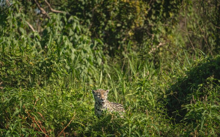 Jaguar descansando sobre una rama junto al río en el Pantanal brasileño