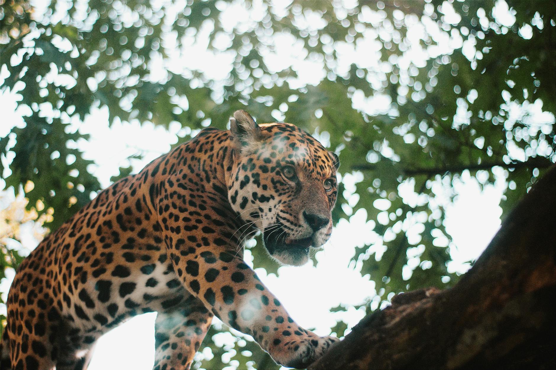 Turistas en un bote pequeño navegando por los canales del Pantanal en busca de jaguares