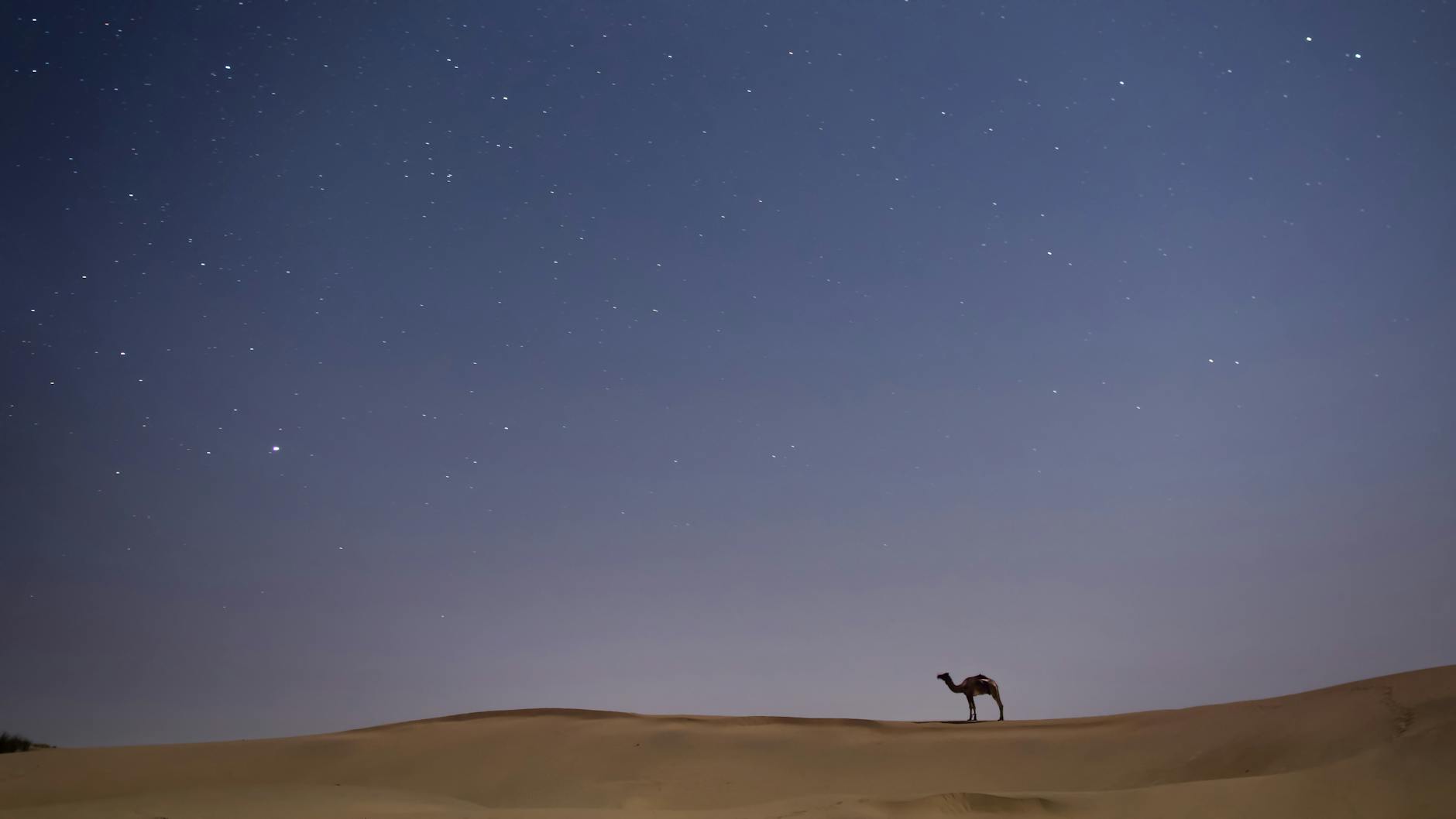 Silueta de camellos cruzando las dunas del Sahara al amanecer cerca de Merzouga