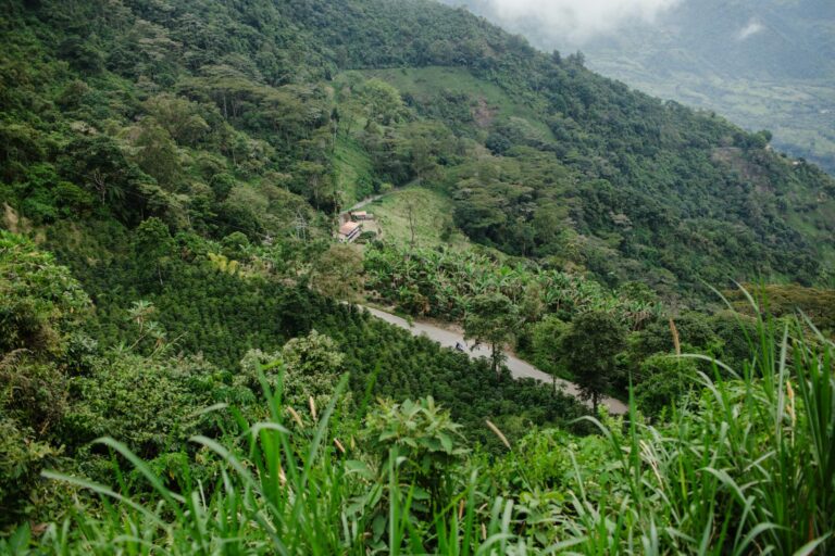 Hacienda cafetera tradicional rodeada de plantaciones de café en el Eje Cafetero de Colombia