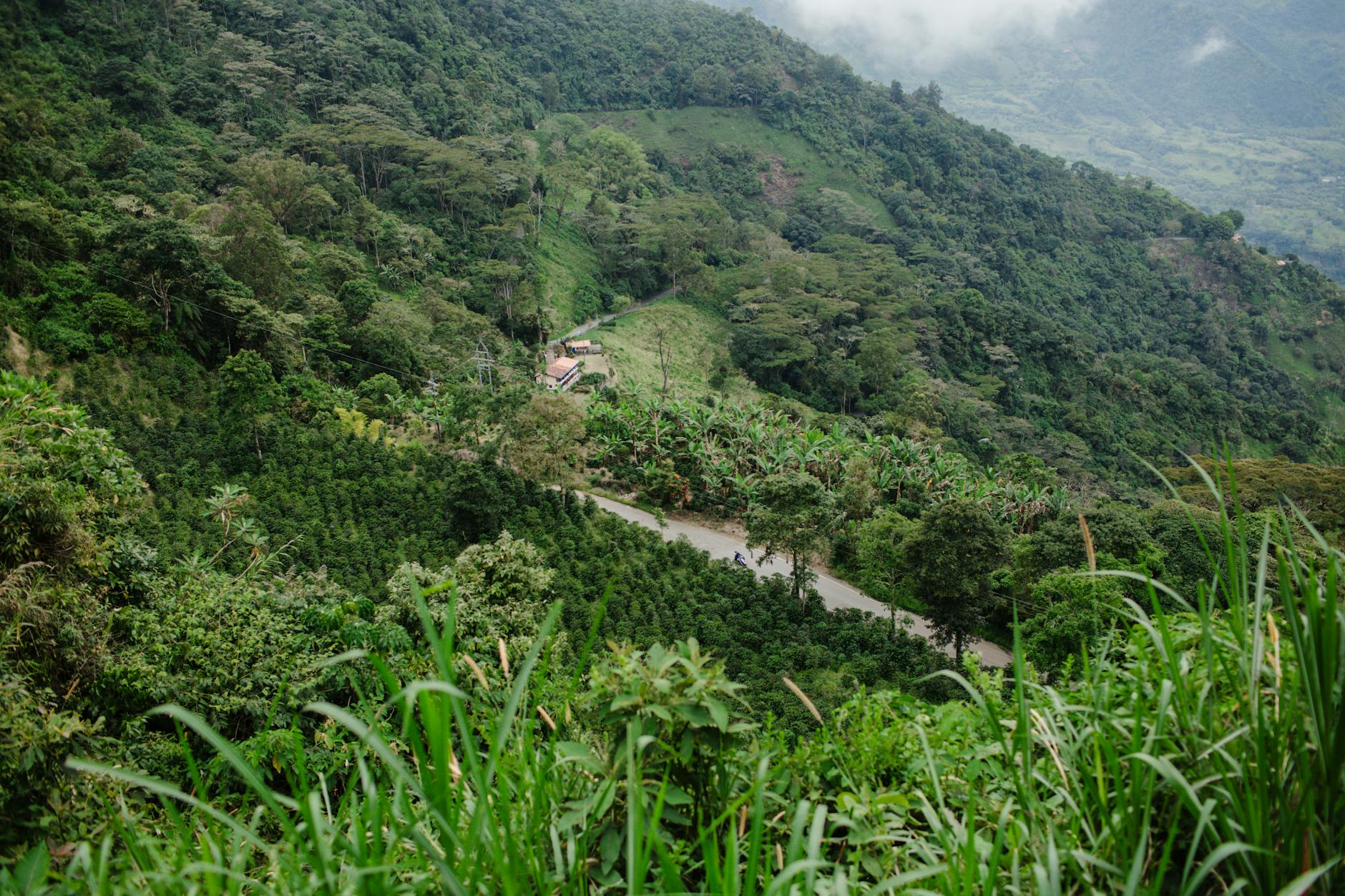 Hacienda cafetera tradicional rodeada de plantaciones de café en el Eje Cafetero de Colombia