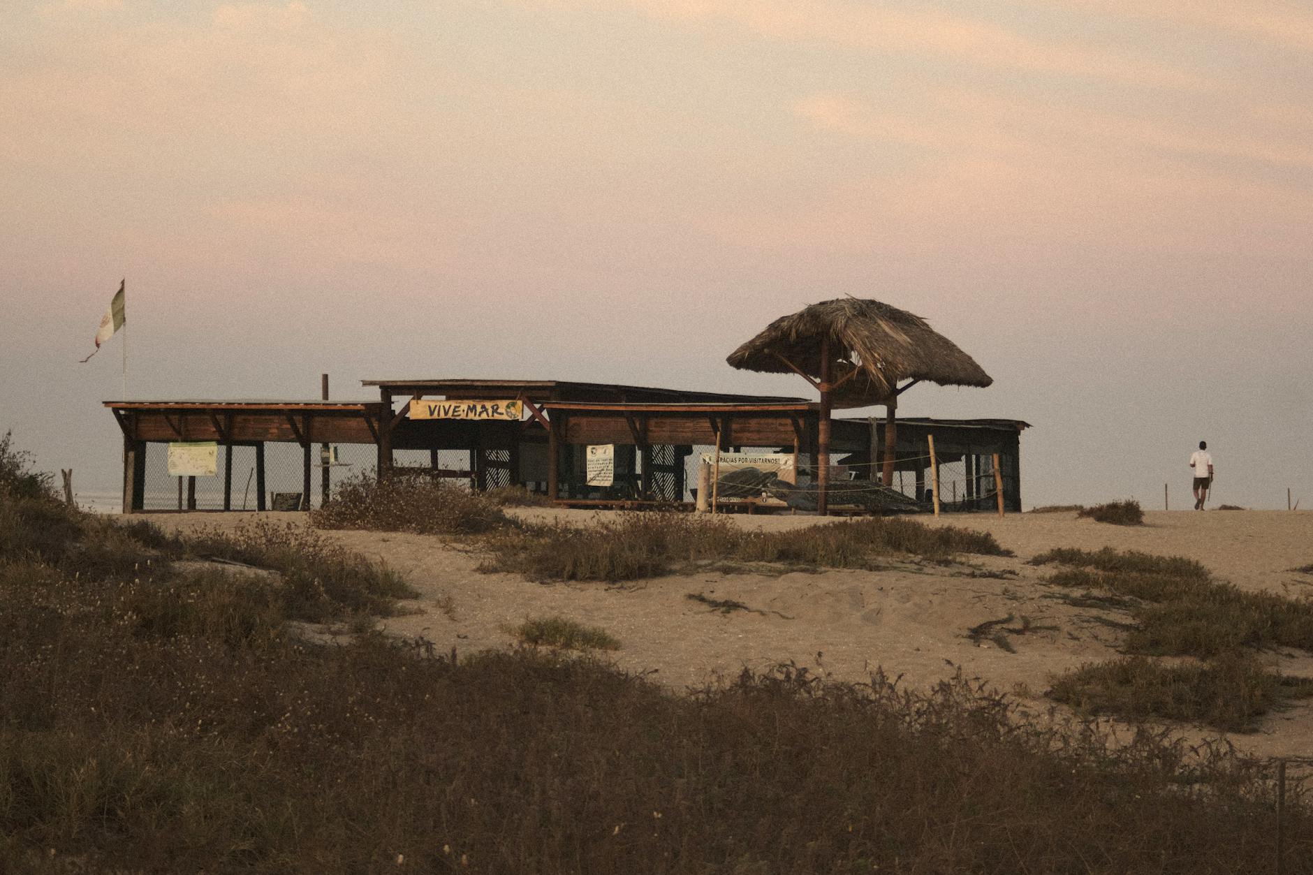Tortuga marina en la costa de Mazunte durante la temporada de desove en Oaxaca