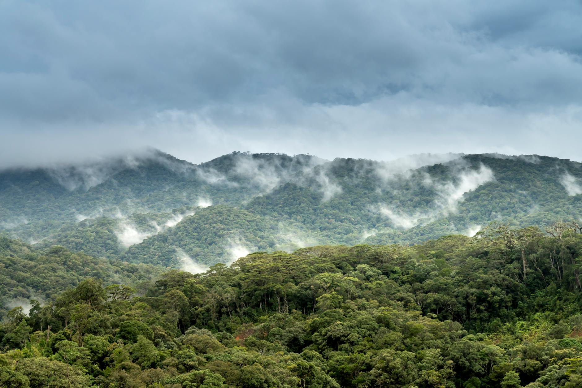 Orquídeas y bromelias creciendo sobre troncos cubiertos de musgo en Monteverde