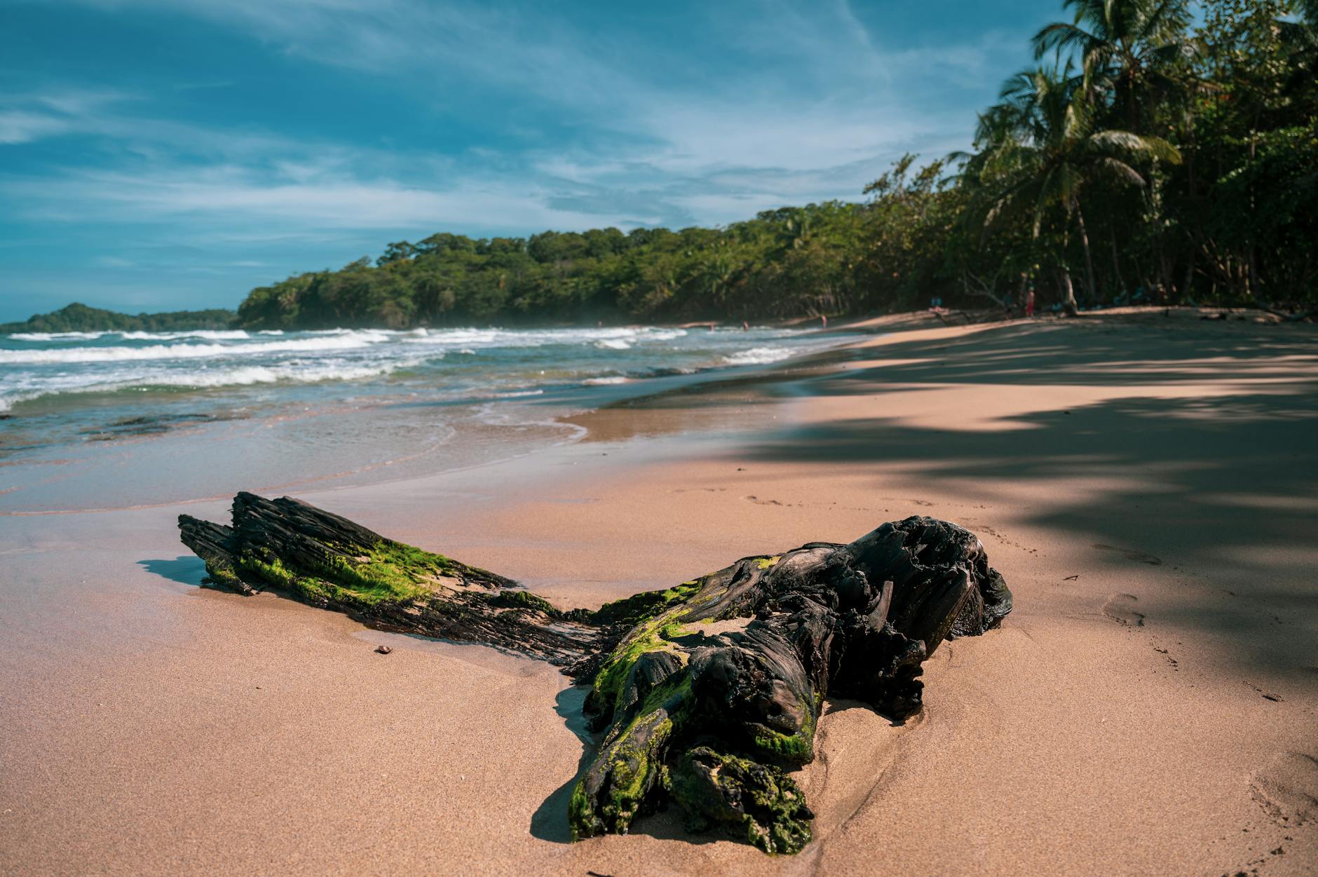 Vegetación selvática junto a la playa en el Parque Nacional Cahuita, Costa Rica