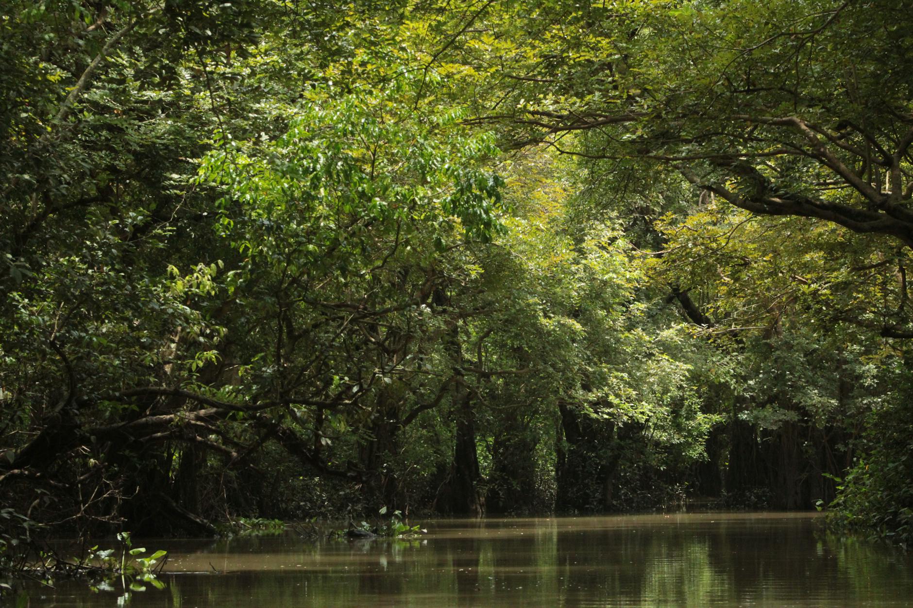 Lancha pequeña recorriendo los canales de Tortuguero rodeada de selva tropical en Costa Rica